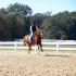 Oak View Stables Horse Show